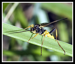 Ichneumon wasp