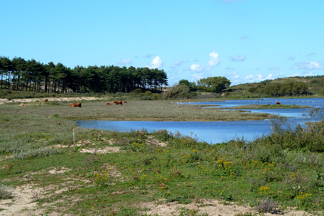 Dunes west of Haarlem