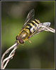 Hover Fly