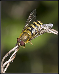 Hover Fly