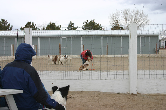 Joyce, Jill & goats