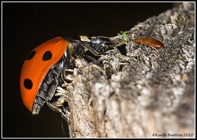 Ladybird and small bug arguing over the remains of an aphid Ladybird and small bug arguing over the remains of an aphid