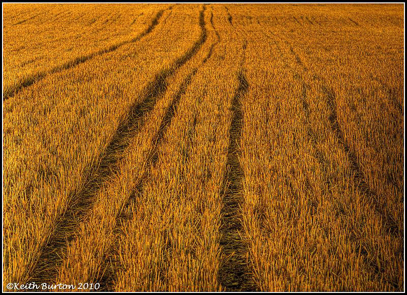 Cornfield - Portsdown Hill