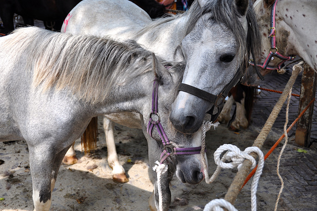 Paardenmarkt Voorschoten 2012 – White horses