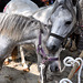 Paardenmarkt Voorschoten 2012 – White horses
