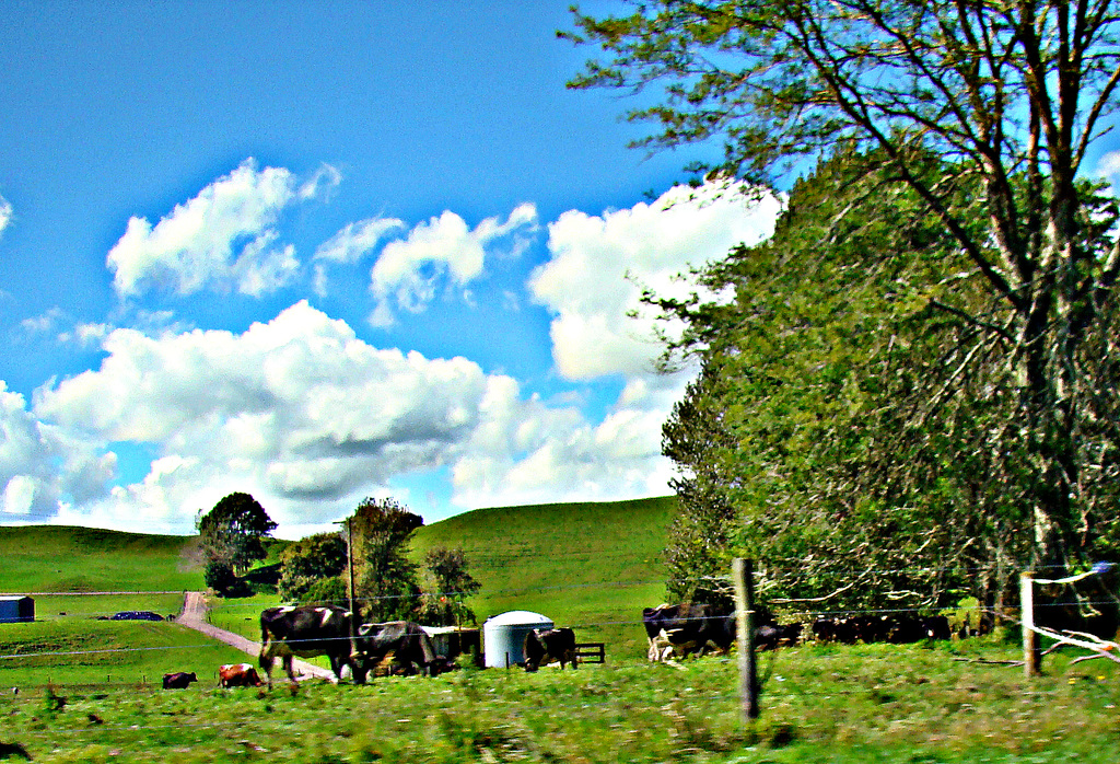 Cows happily grazing