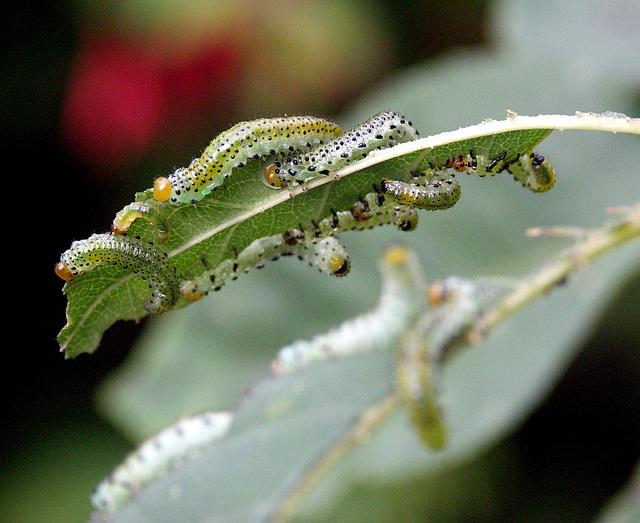 Caterpillars 1