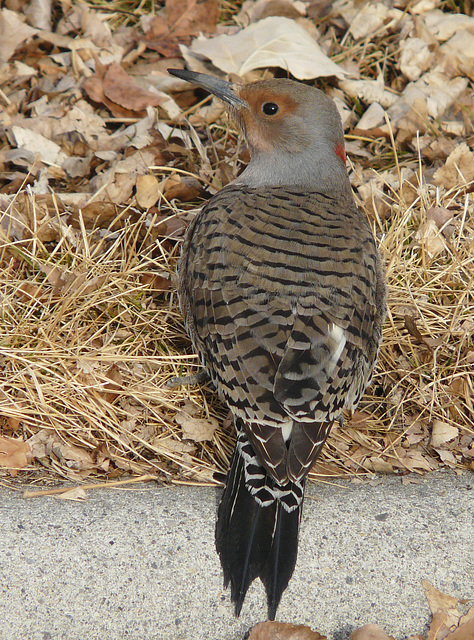 Northern Flicker