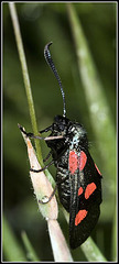 Six-Spot Burnet Moth