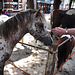 Paardenmarkt Voorschoten 2012 – Touch