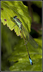 Damsel Fly