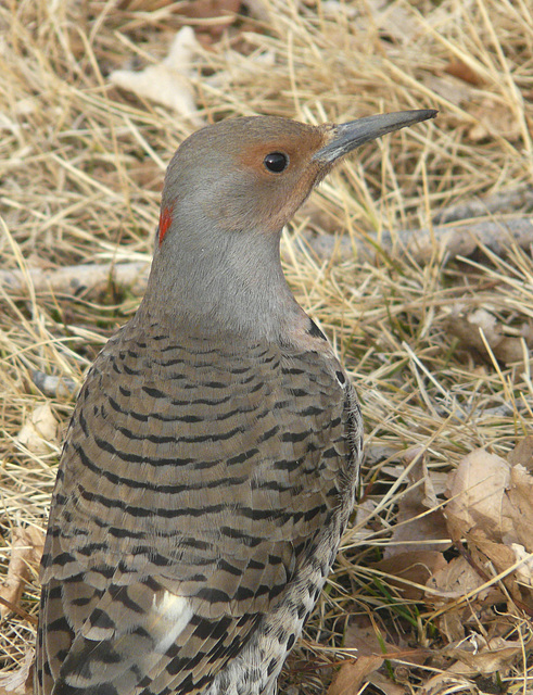 Northern Flicker