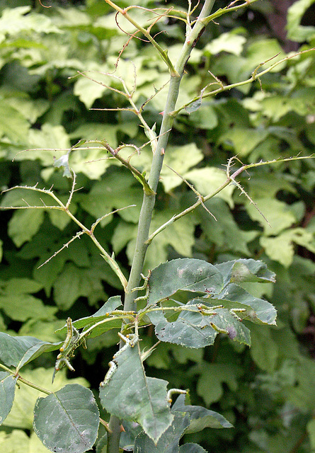 Caterpillars on Rose