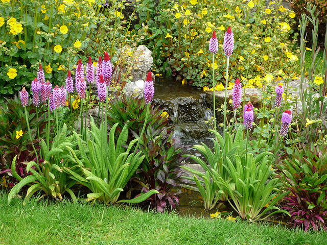 Primula vialii