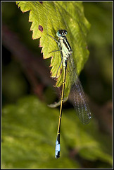 Damsel Fly