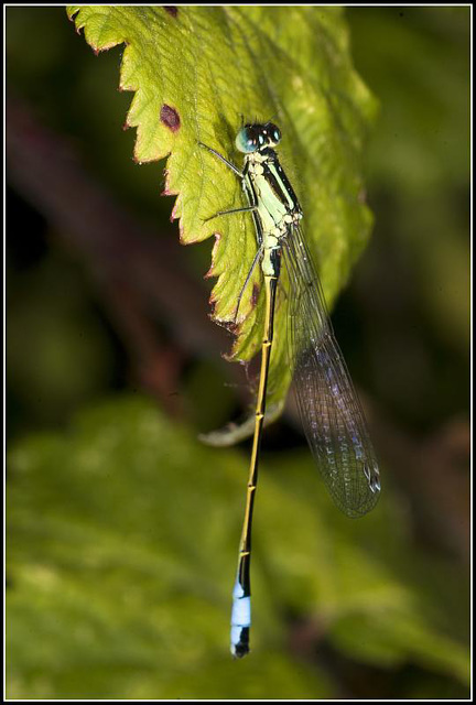 Damsel Fly