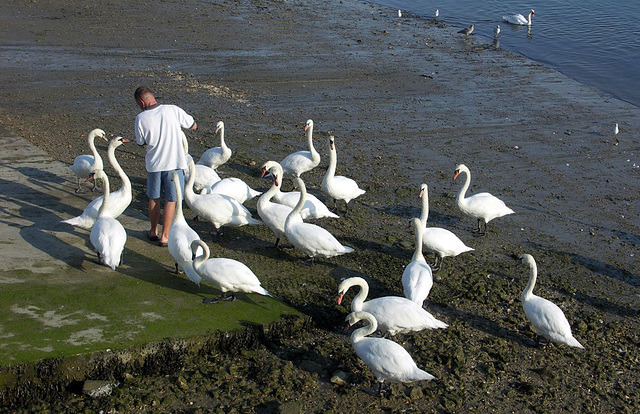 Hungry swans