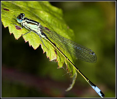 Damsel Fly