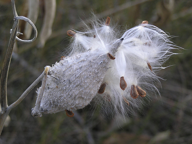 Milkweed seedpod