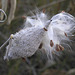 Milkweed seedpod
