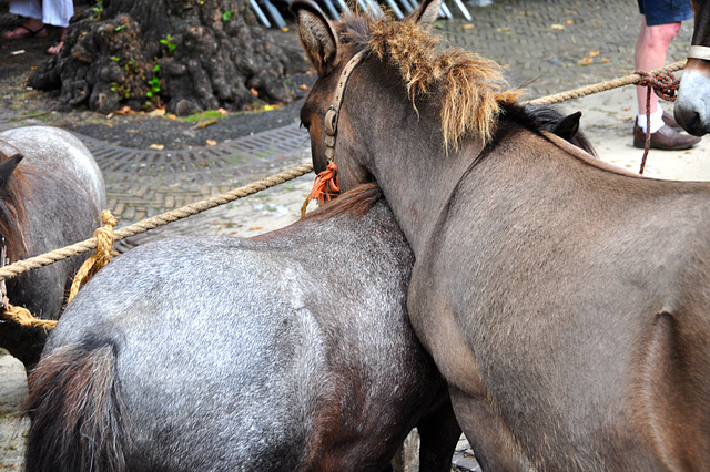 Paardenmarkt Voorschoten 2012 – Resting