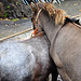 Paardenmarkt Voorschoten 2012 – Resting