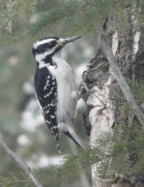 Hairy Woodpecker