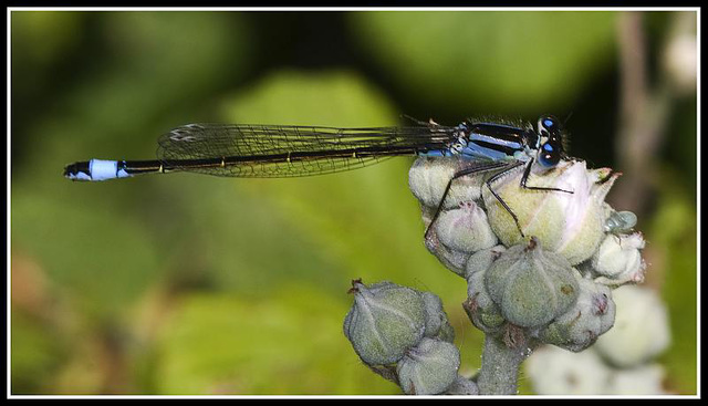 Damsel Fly