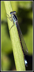 Damsel Fly