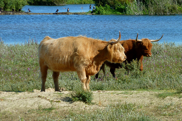 Texas in the Netherlands