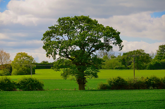 Bury Ring, Staffordshire