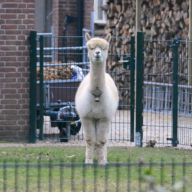 Alpaca