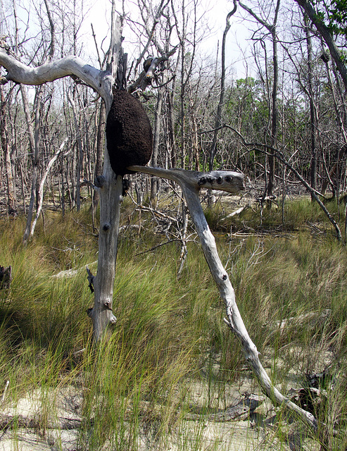 Termite nest