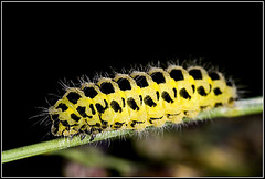 Caterpillar