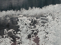 Swanbourne Lake 5