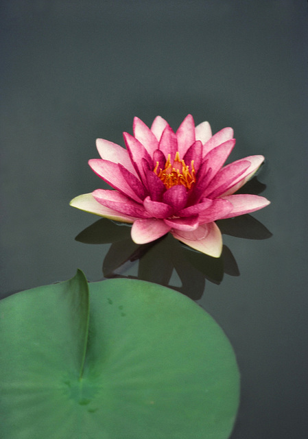 Waterlily