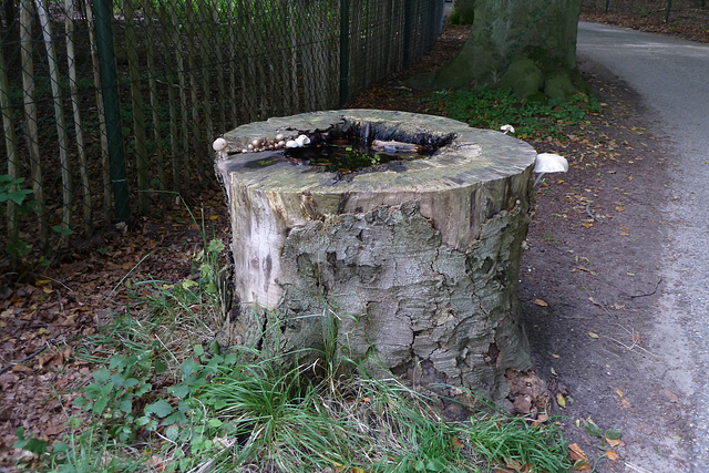 Tree stump