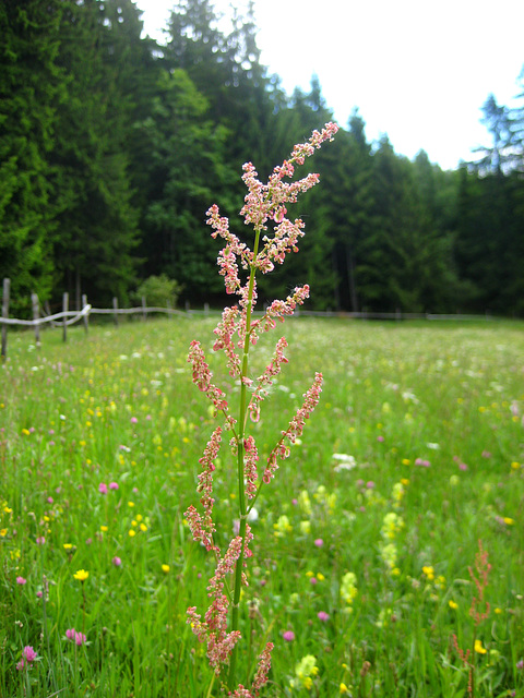 Saerampfer [Rumex acetosa]