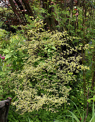 Ulmus parvifolia 'Geisha '