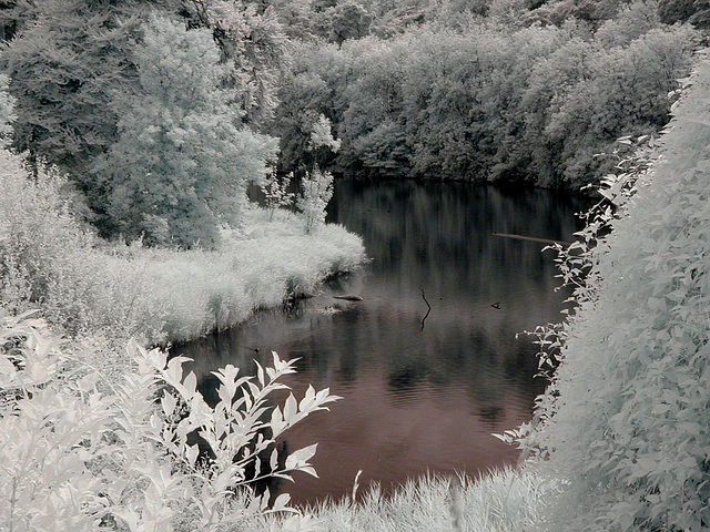 Swanbourne Lake 4