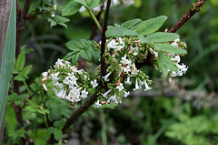Syringa pinnatifolia
