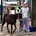 Paardenmarkt Voorschoten 2012 – Small horse, small boy