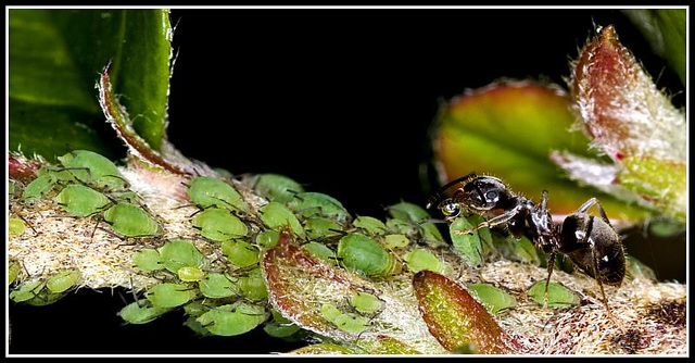 Ant with Aphids