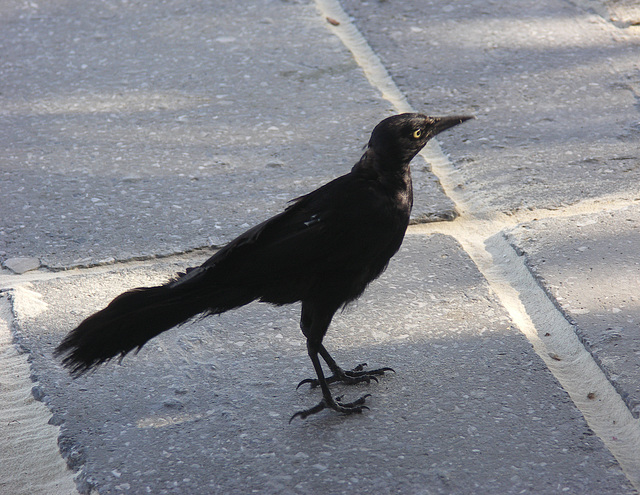 Grackle