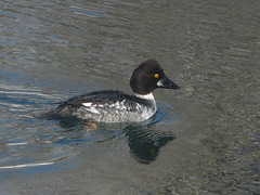 Common Goldeneye, 1st winter male