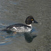 Common Goldeneye, 1st winter male