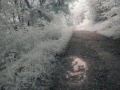 Swanbourne Lake 3