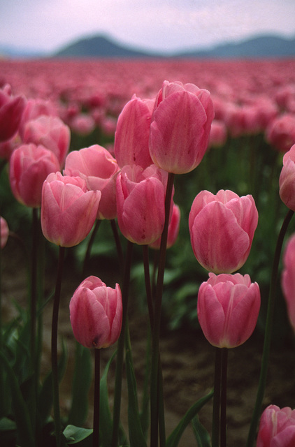 Tulip Time in Western Washington