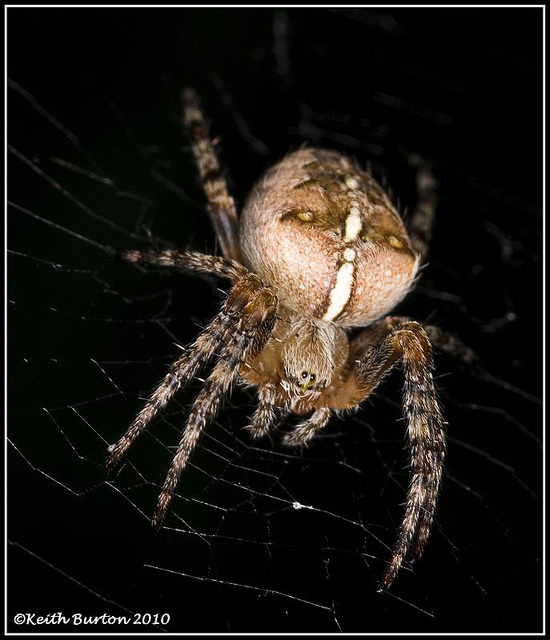 Garden spider