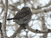 Northern Pygmy-owl